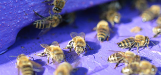 Prodej vyzimovaných včelstev 2024